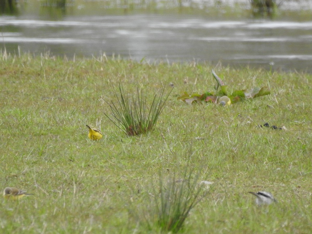 Western Yellow Wagtail - ML330146111