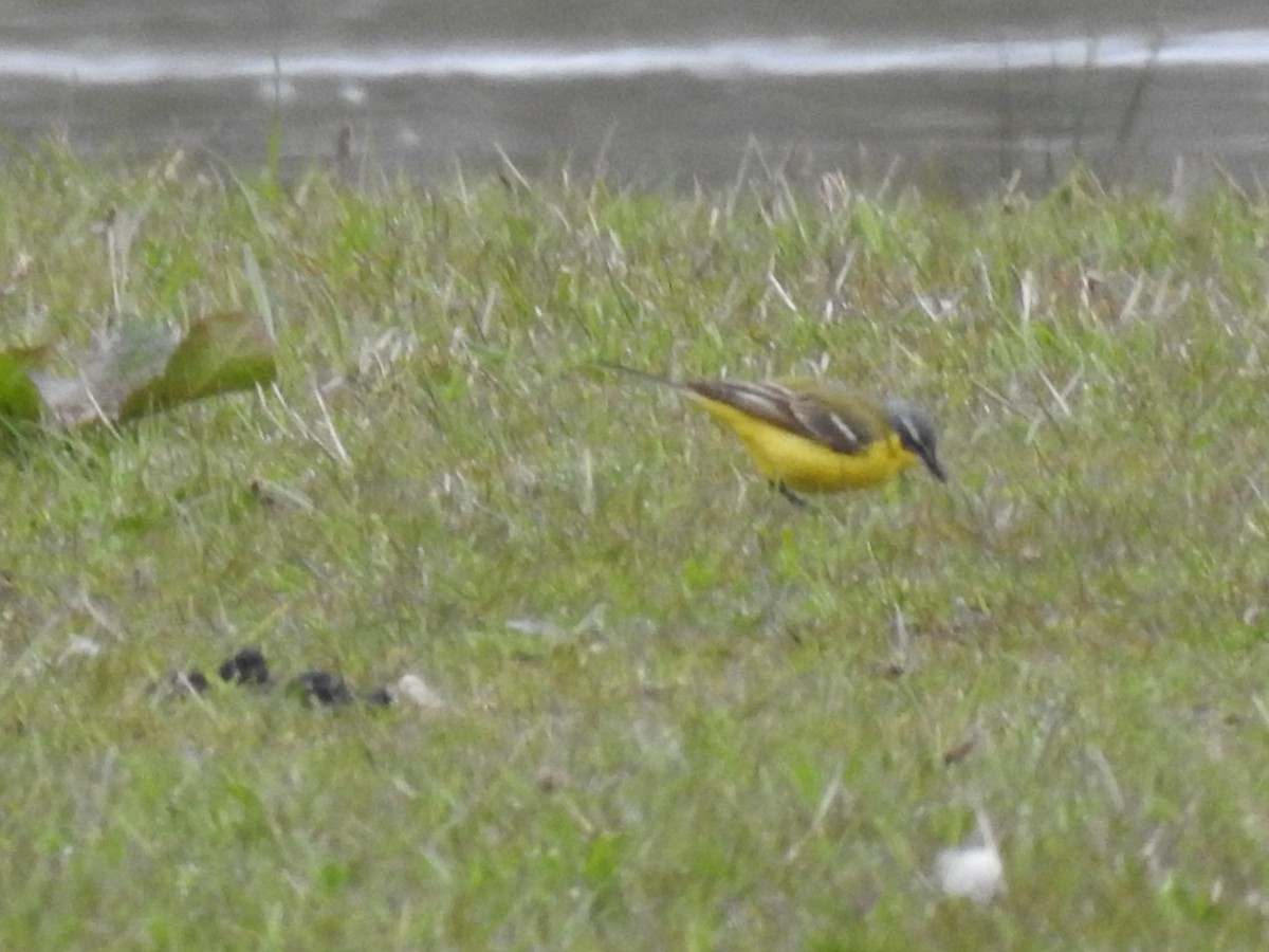 Western Yellow Wagtail - ML330146321