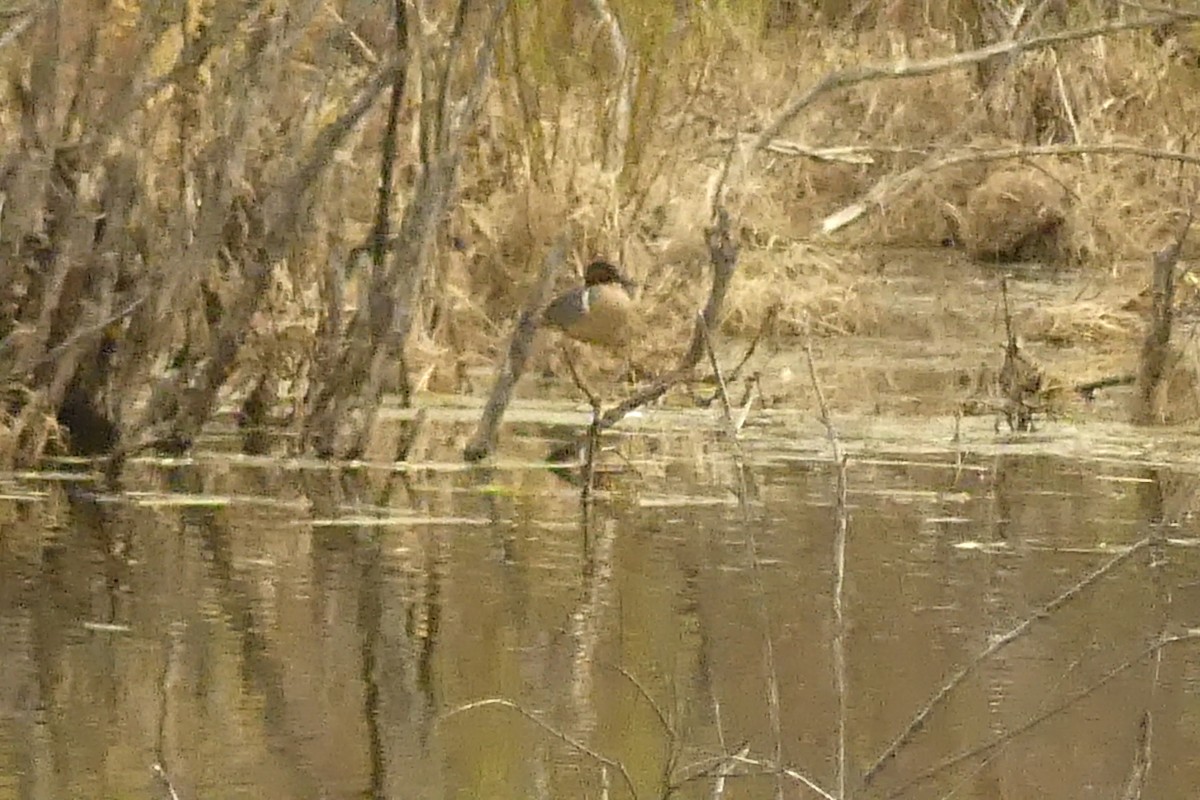 krikkand (carolinensis) (amerikakrikkand) - ML330148621