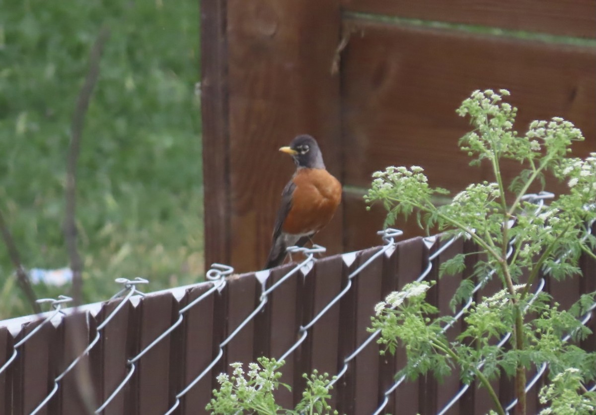 American Robin - Jim Rowoth