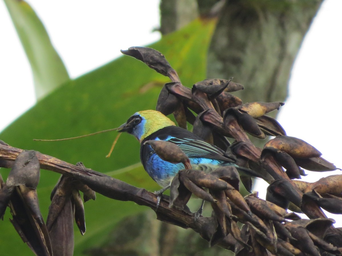 Golden-hooded Tanager - ML33015041