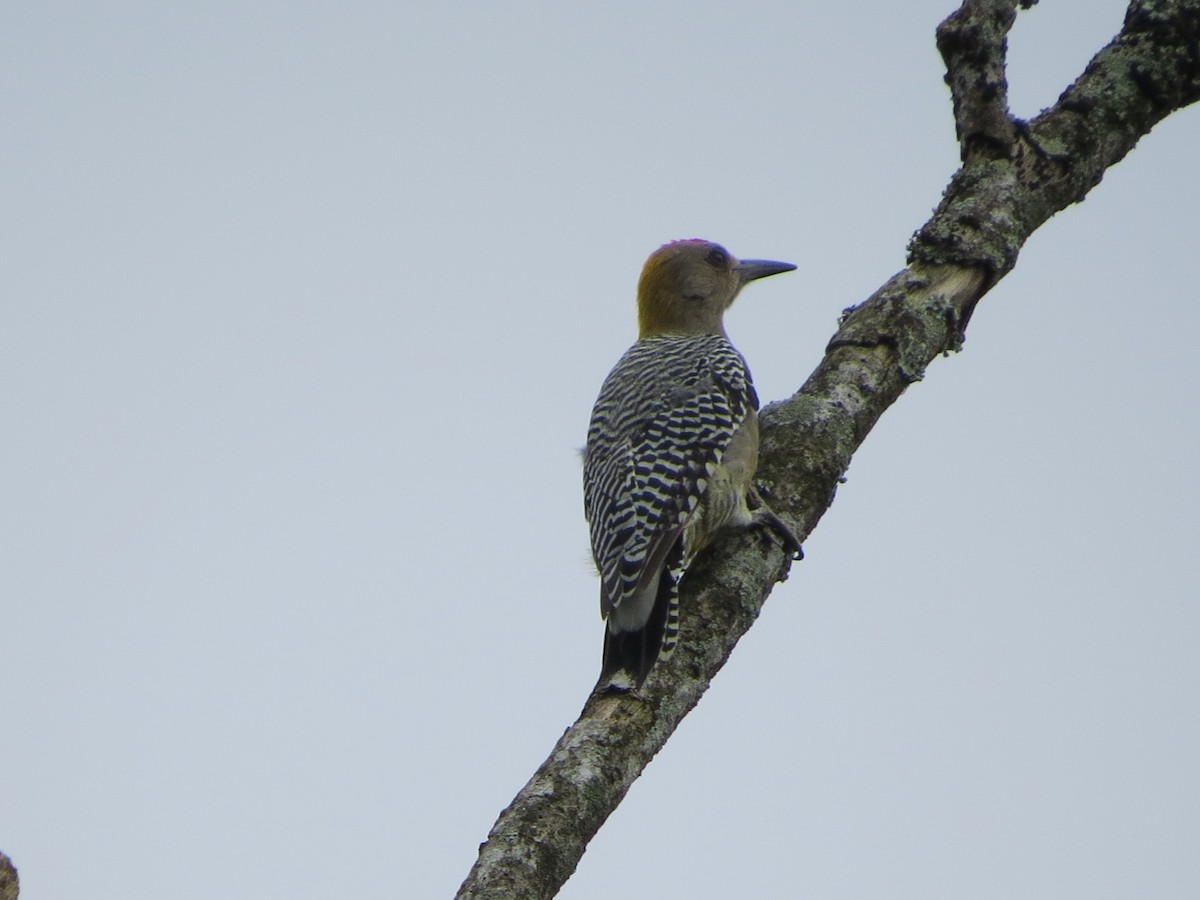 Hoffmann's Woodpecker - ML33015111