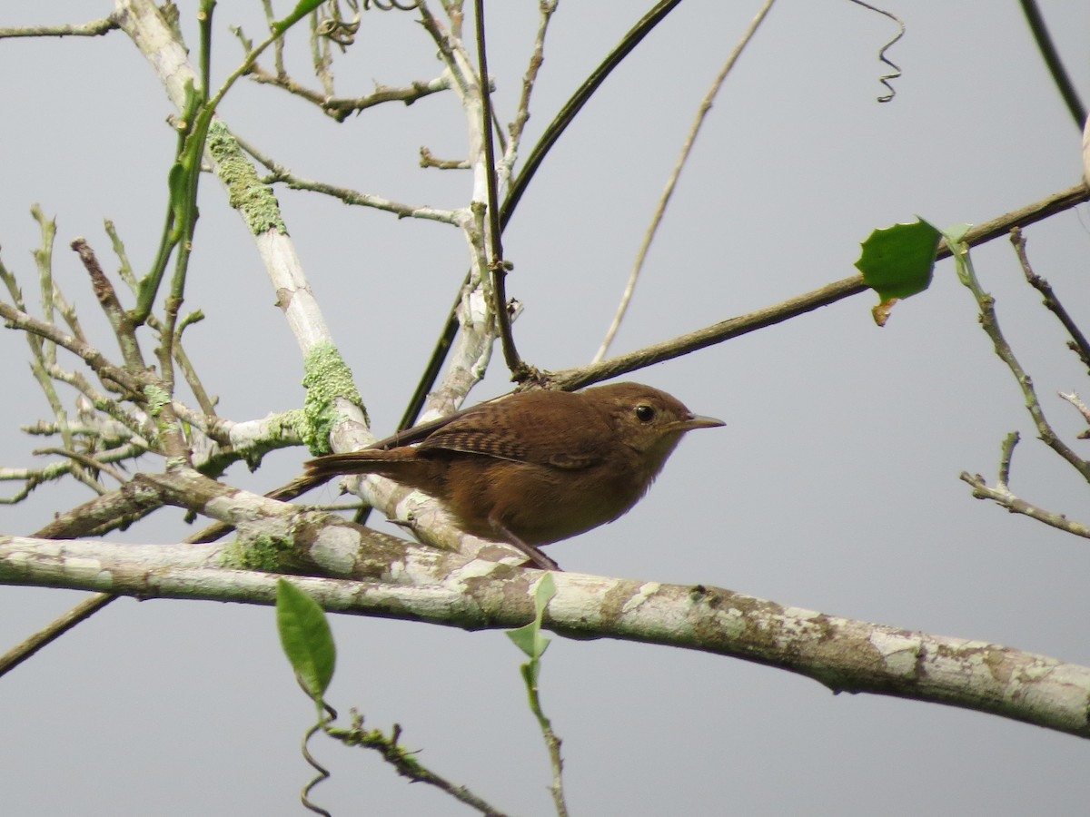 House Wren - ML33015141