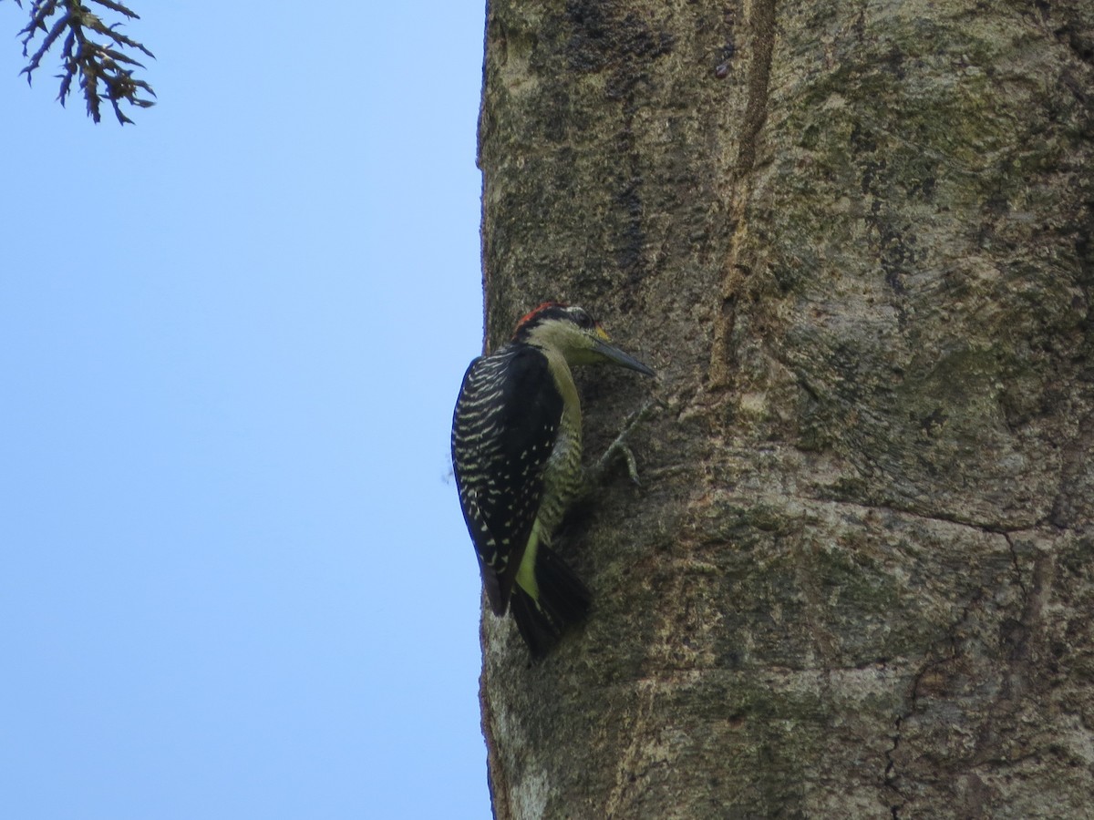 Black-cheeked Woodpecker - ML33015201