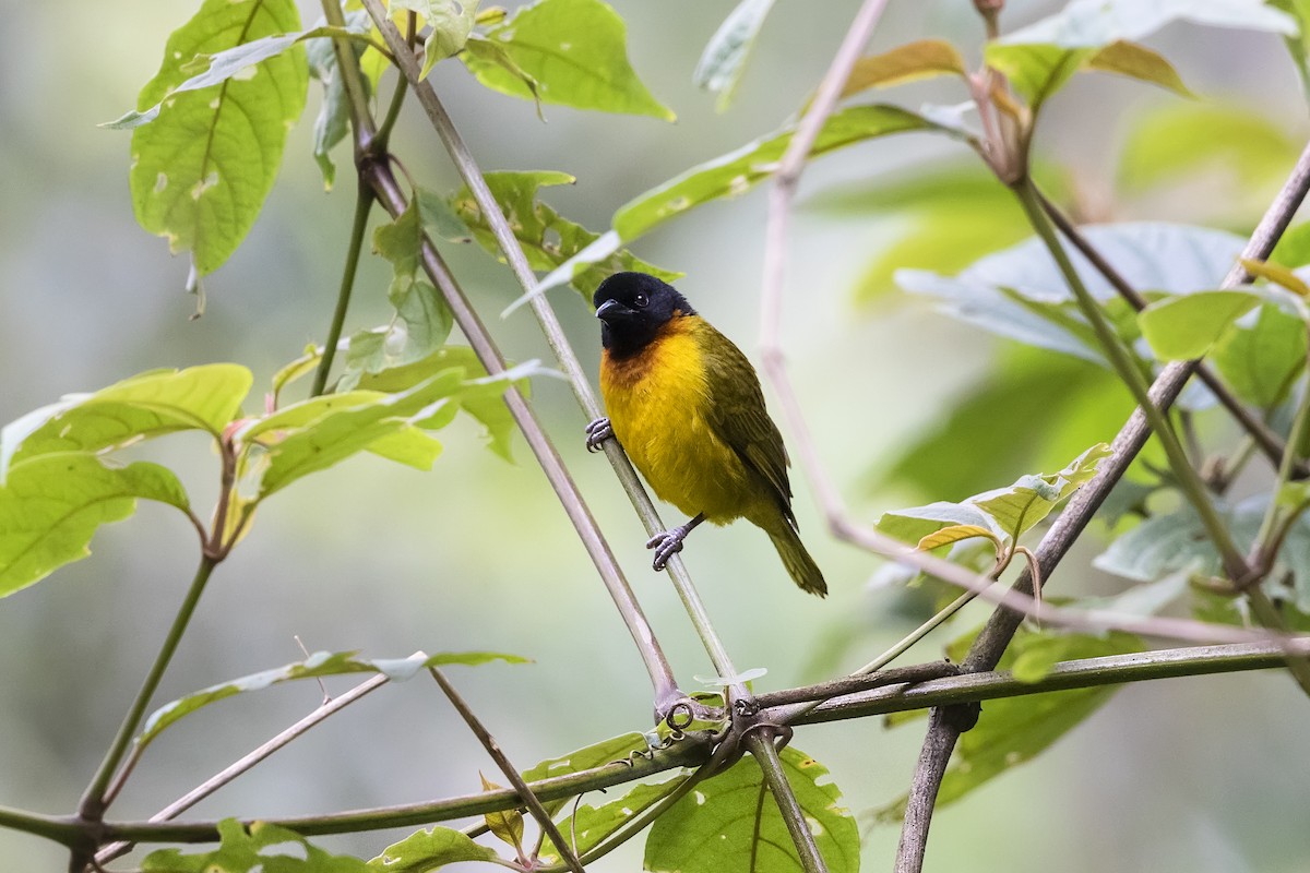 Strange Weaver - ML330152321