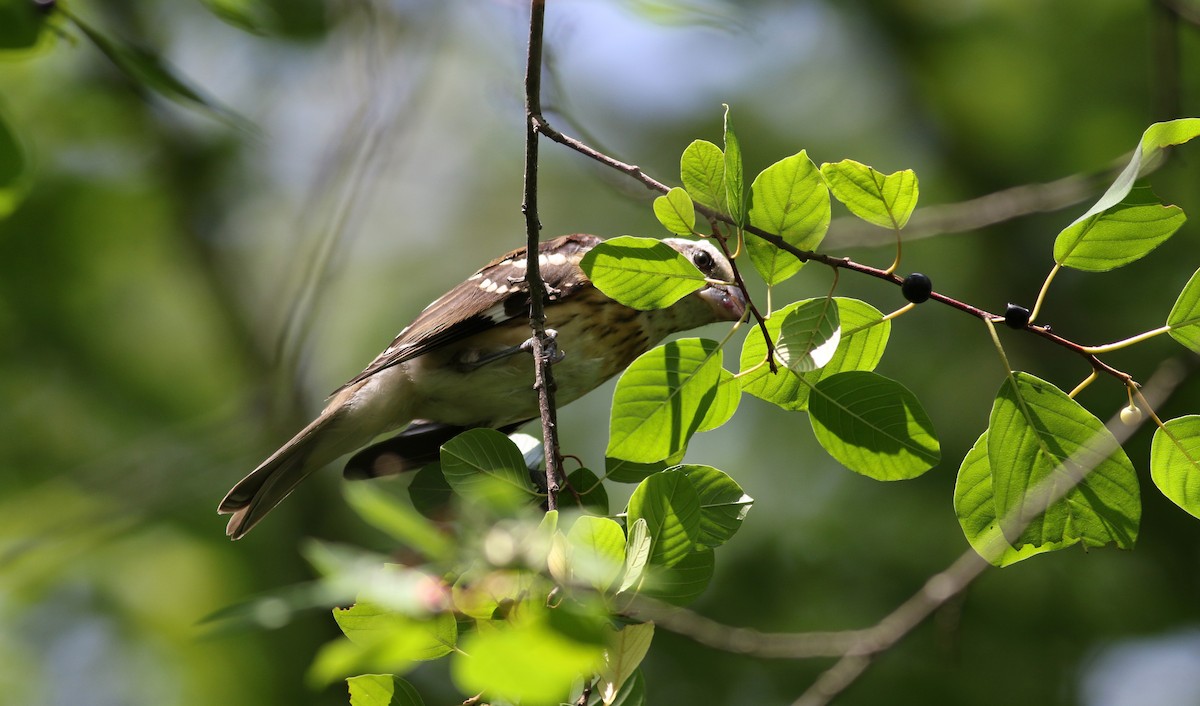 Rose-breasted Grosbeak - ML33015241