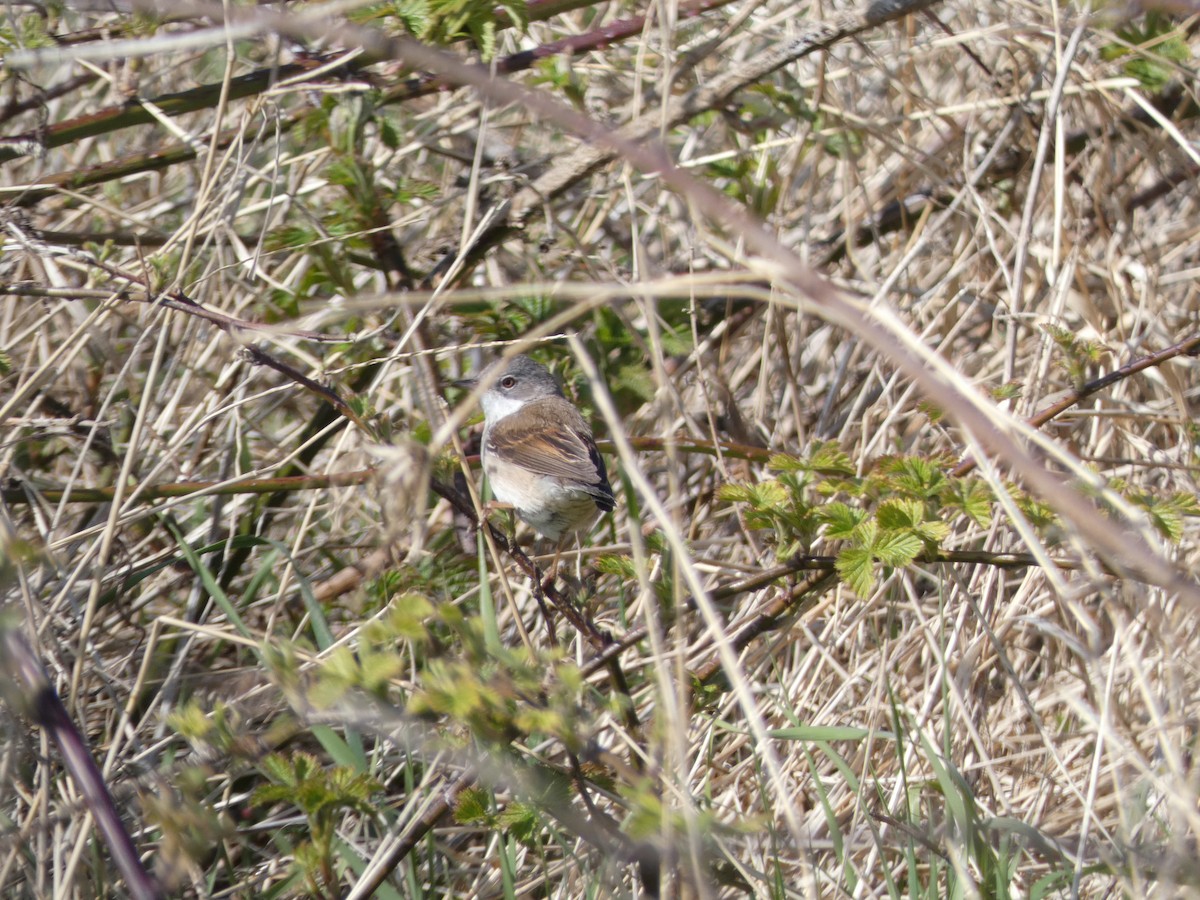 Greater Whitethroat - ML330153801