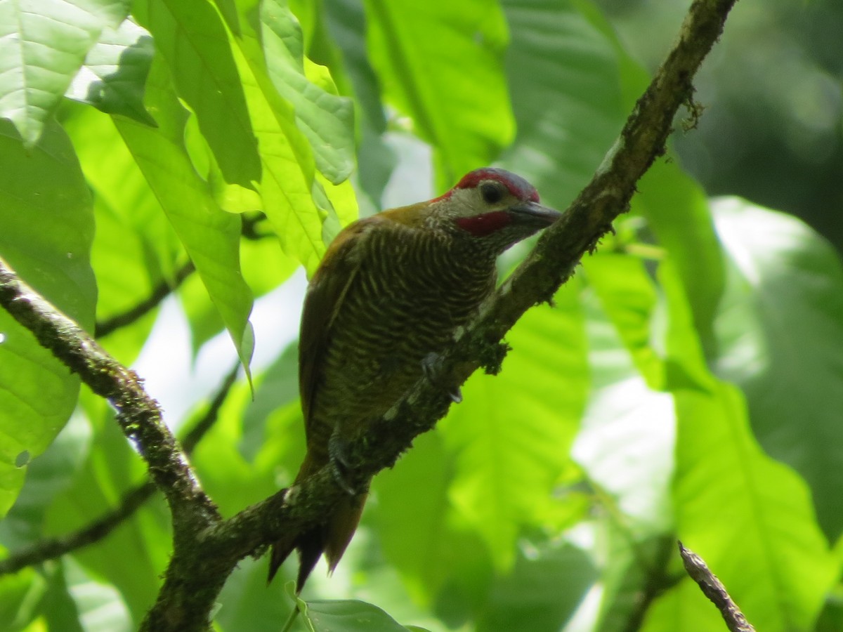 Golden-olive Woodpecker - ML33015441