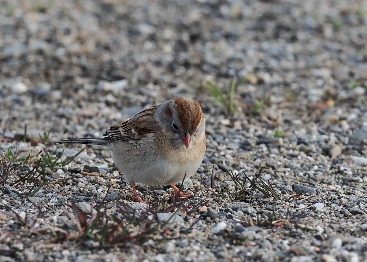 Field Sparrow - ML330154491