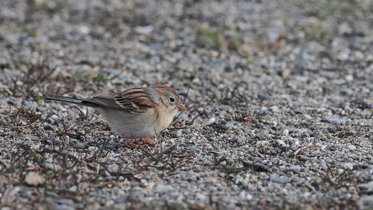 Field Sparrow - ML330154551