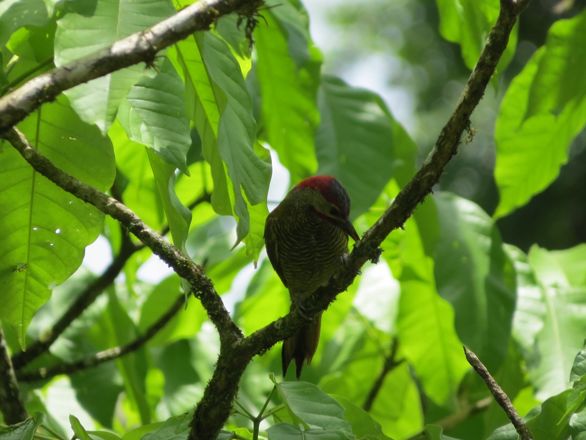 Golden-olive Woodpecker - ML33015471