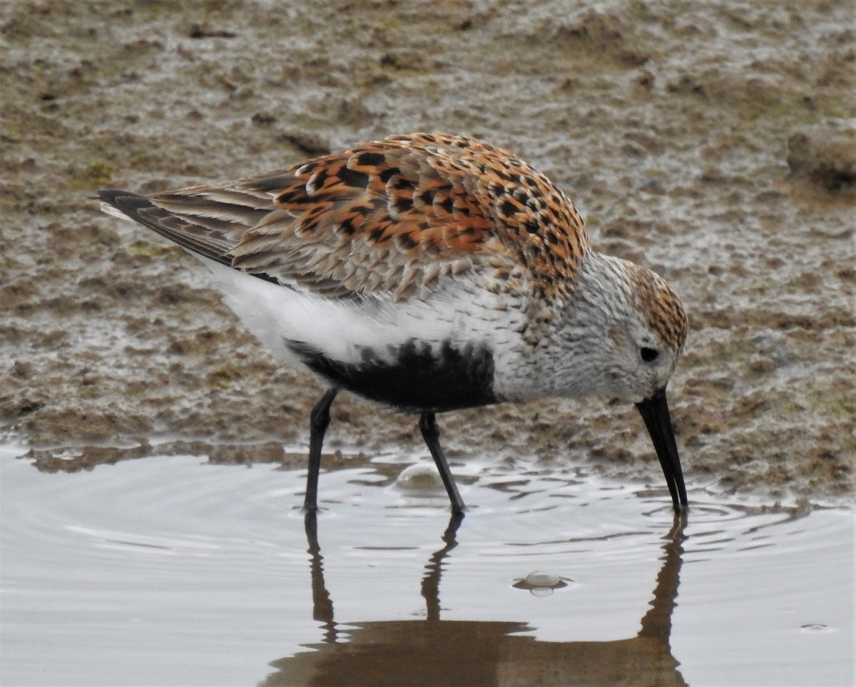 Dunlin - ML330155031