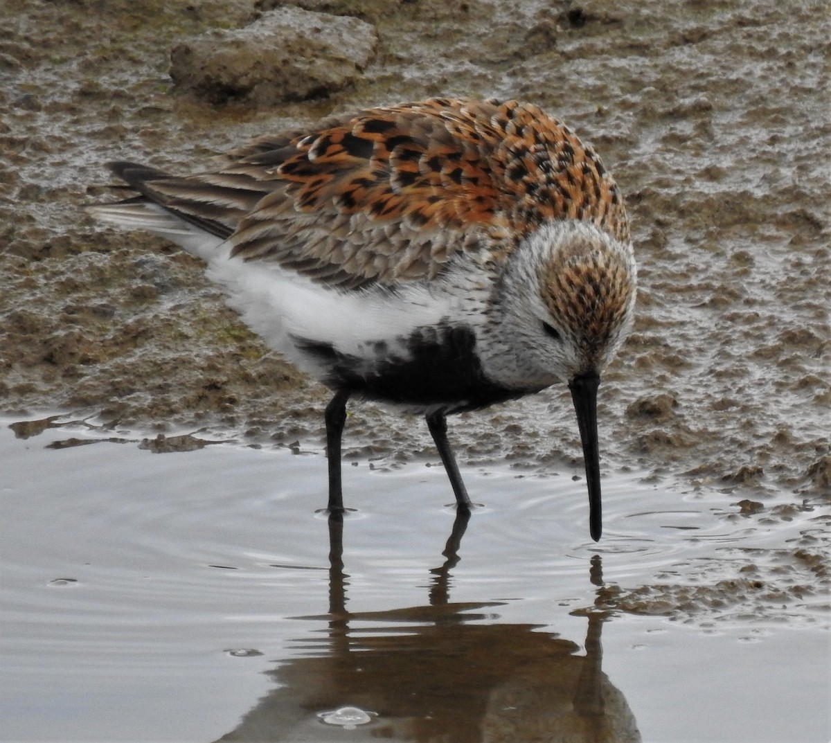 Dunlin - ML330155051