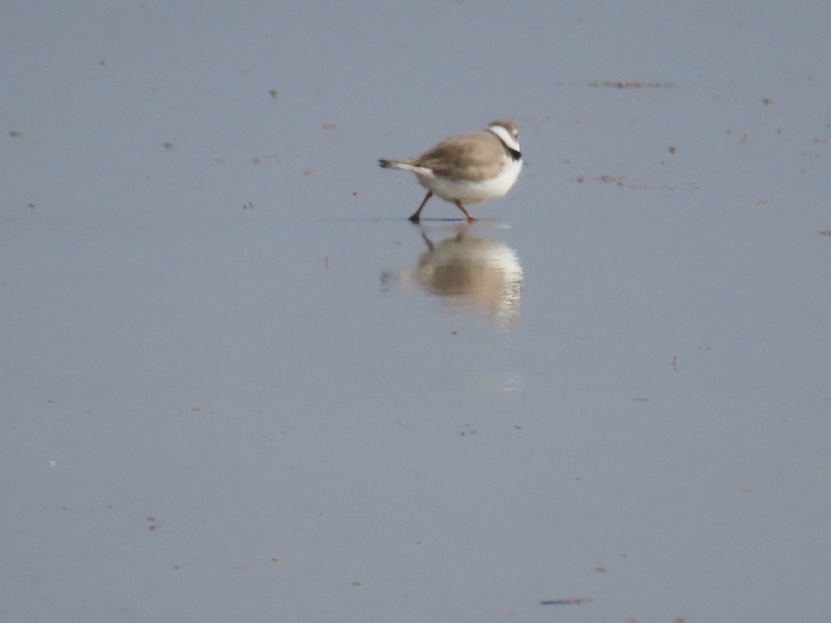 Piping Plover - Jeff  Witters