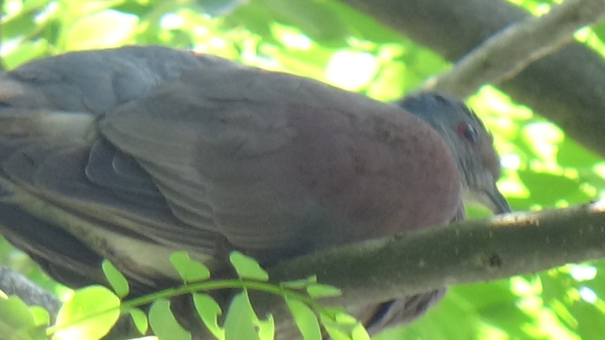 Pale-vented Pigeon - Miguel  Gómez