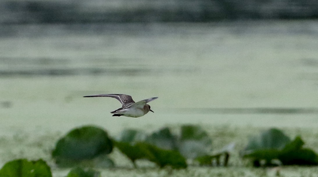 Baird's Sandpiper - Jay McGowan