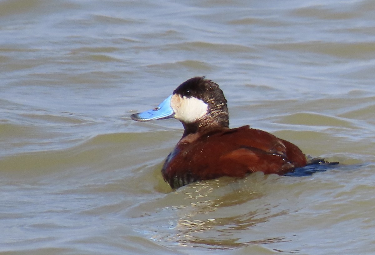 Ruddy Duck - ML330156241