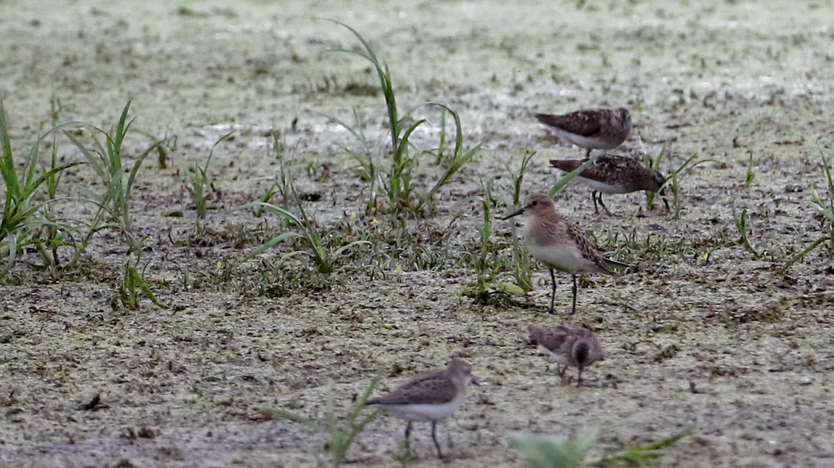 Baird's Sandpiper - ML33015741