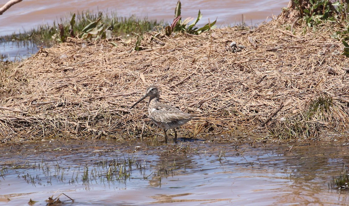 Long-billed Dowitcher - ML330157711