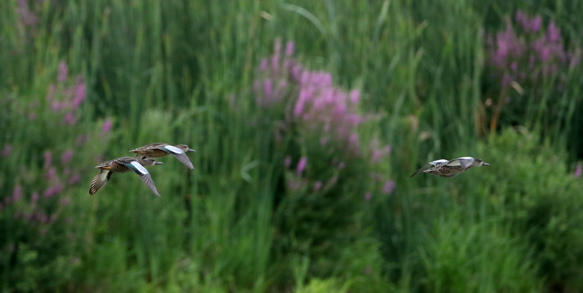 Blue-winged Teal - ML33015811