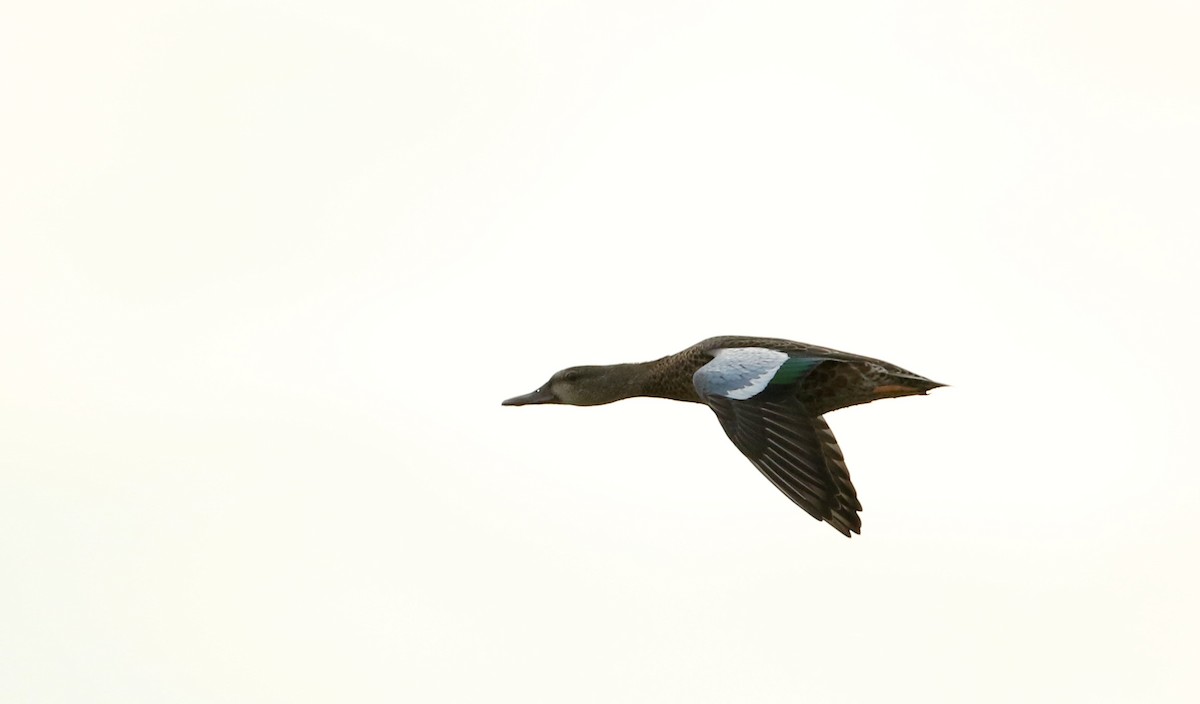 Blue-winged Teal - ML33015861