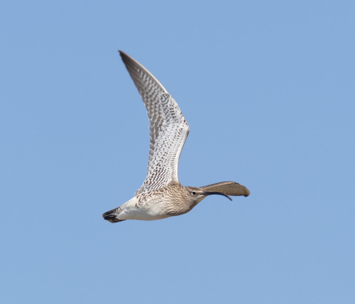 Whimbrel - Simon Colenutt