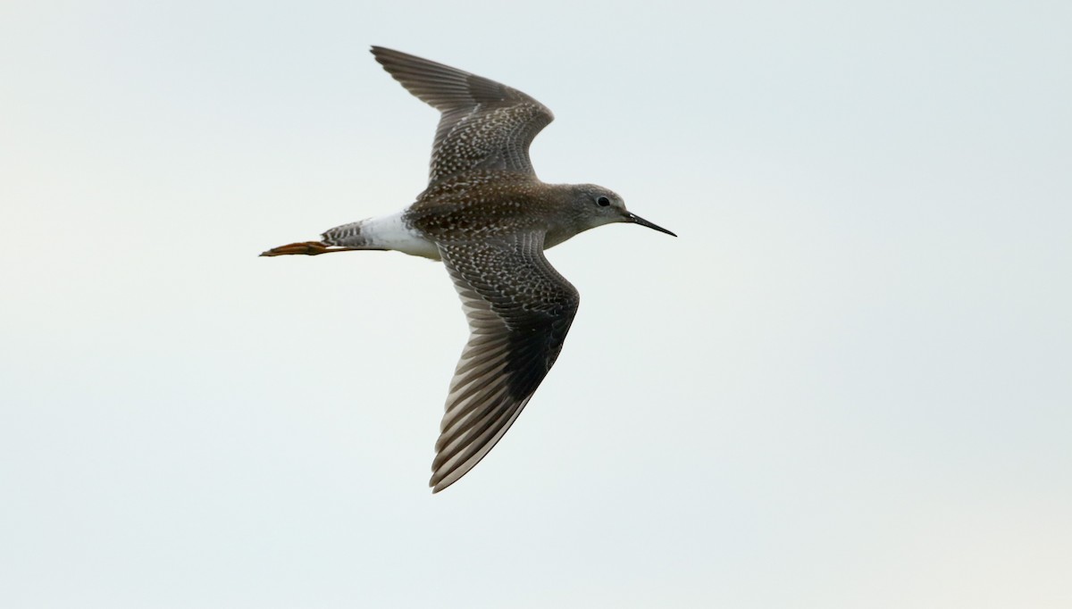 Lesser Yellowlegs - ML33015891