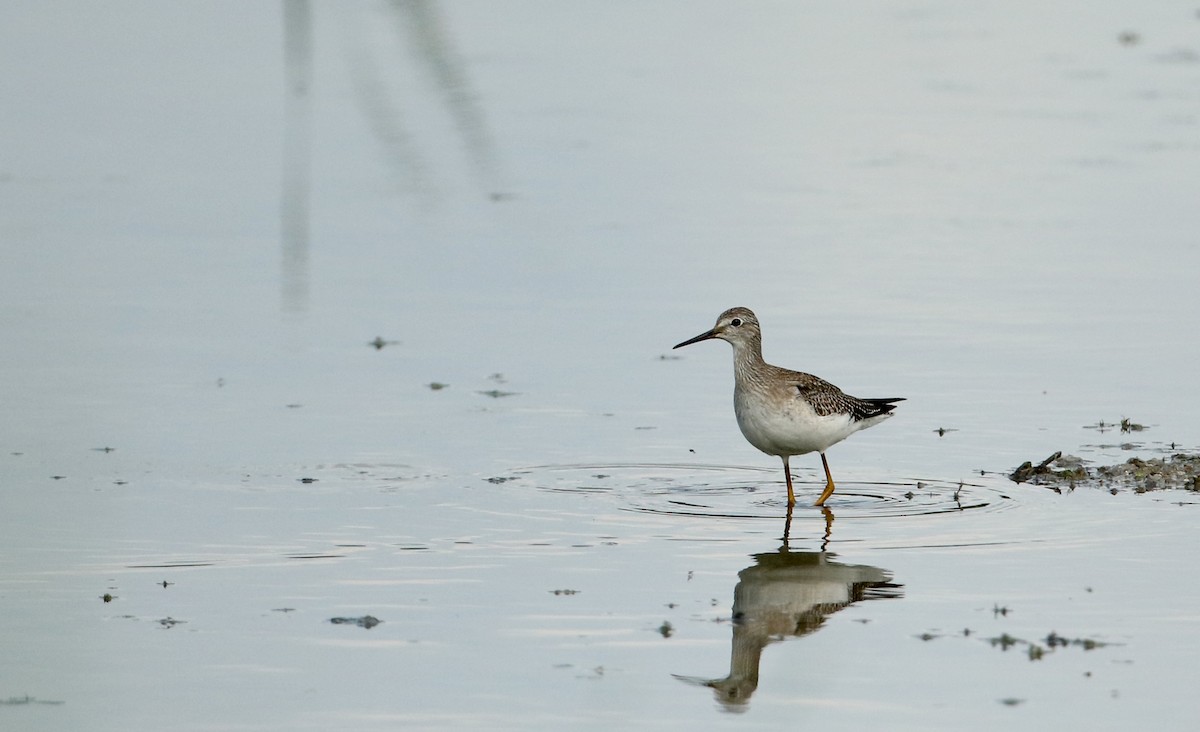 Lesser Yellowlegs - ML33015921