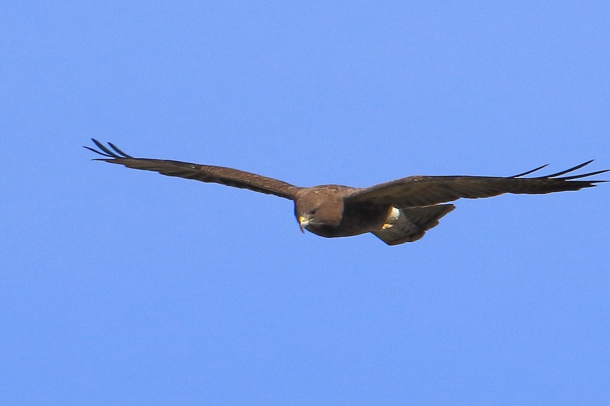 Swainson's Hawk - ML330159271