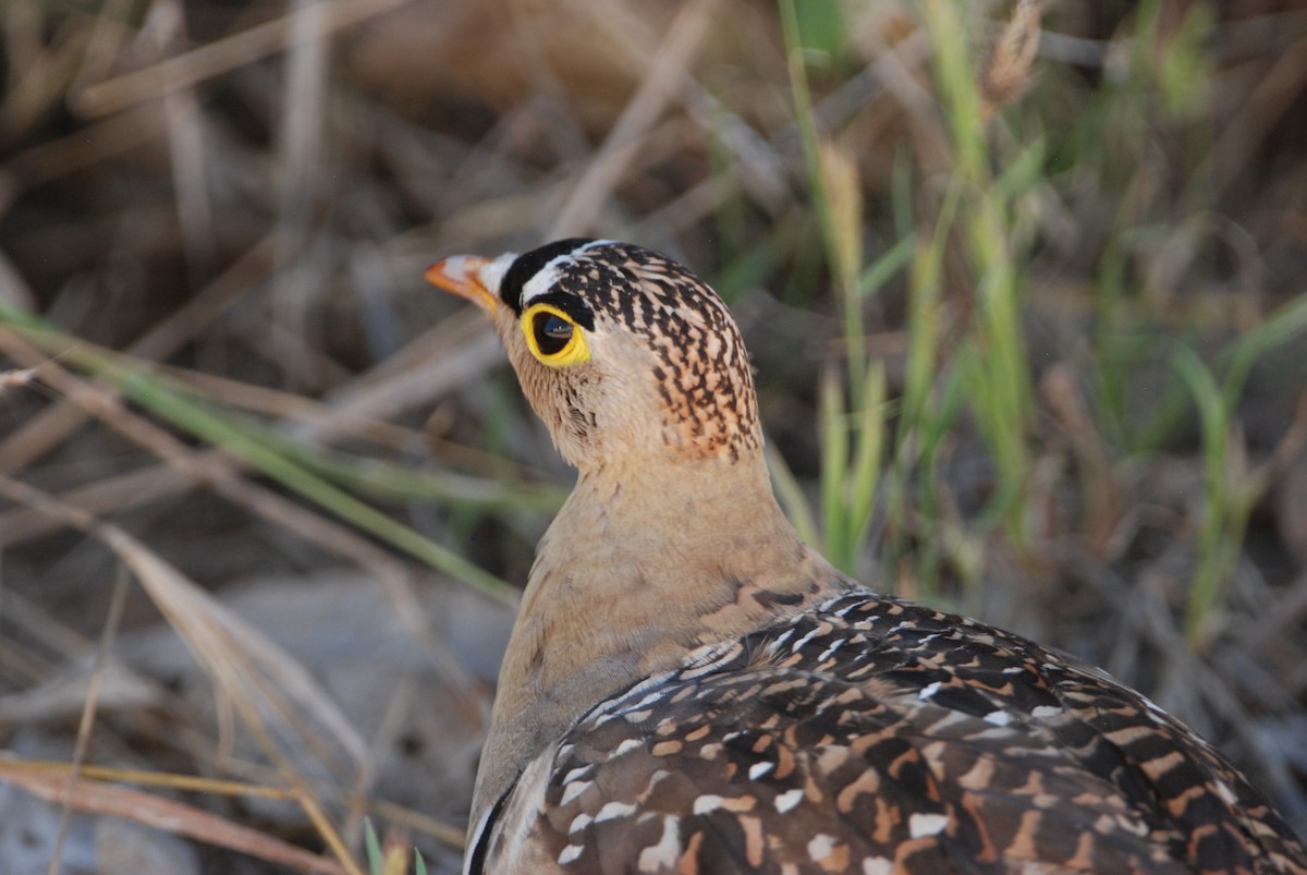 Double-banded Sandgrouse - ML330160001