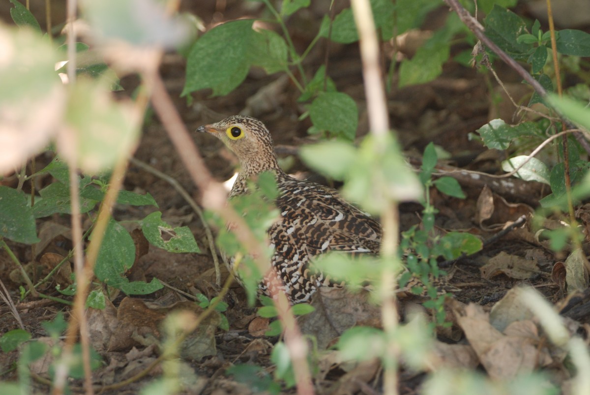 Double-banded Sandgrouse - ML330160261