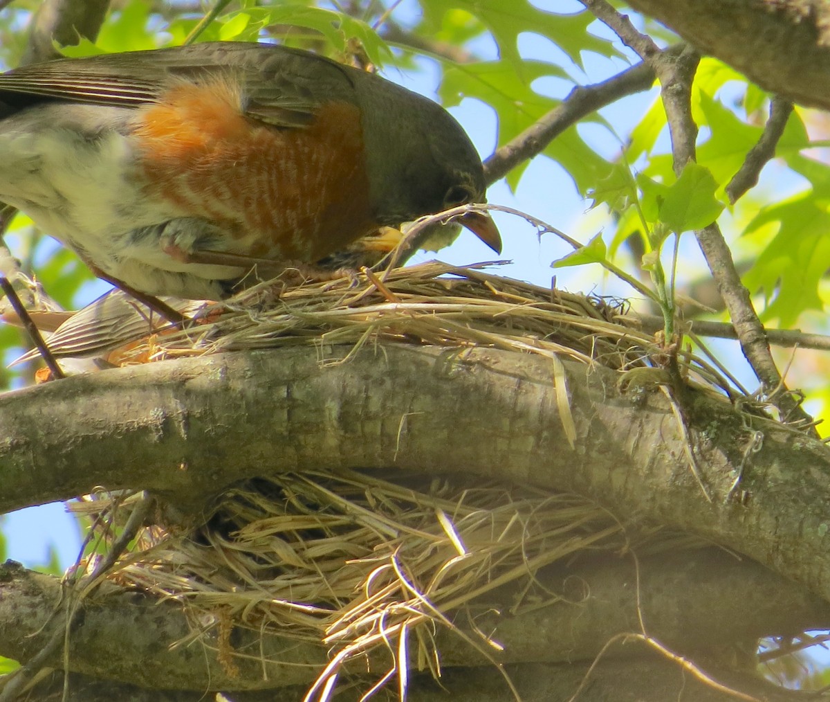 American Robin - ML330162221