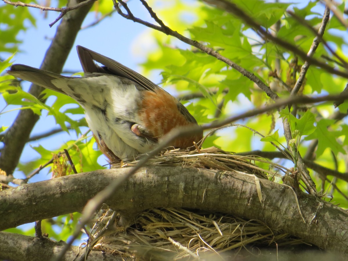 American Robin - ML330162381