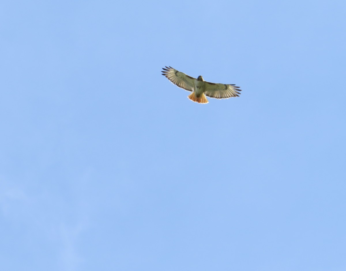 Red-tailed Hawk - ML330162801