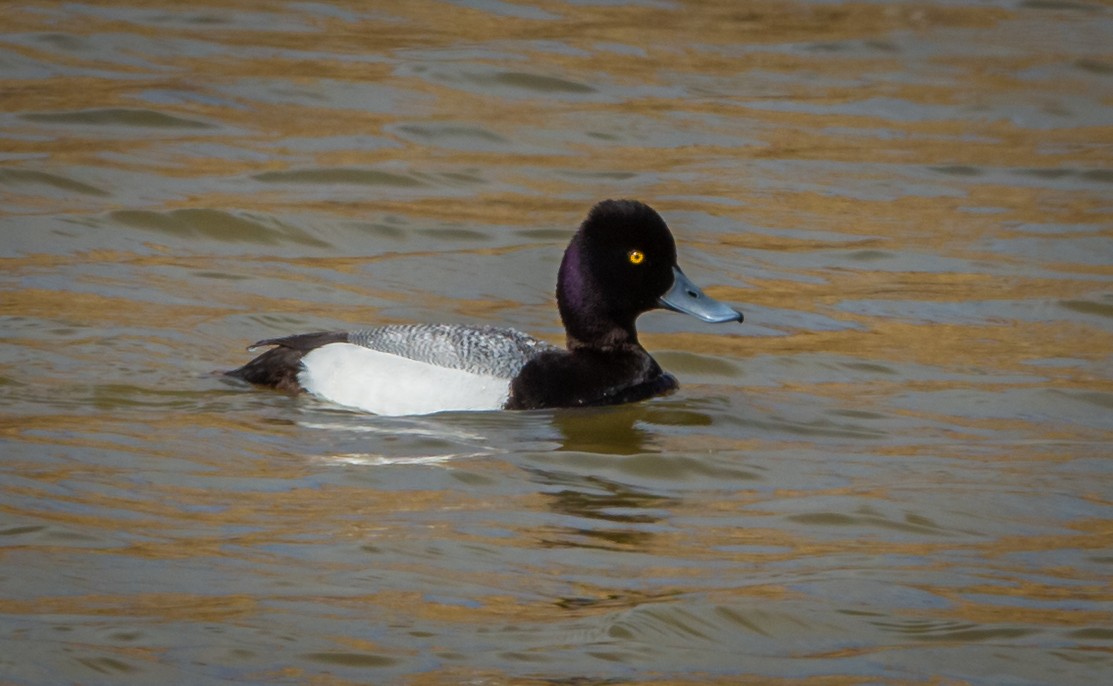 Lesser Scaup - bj worth