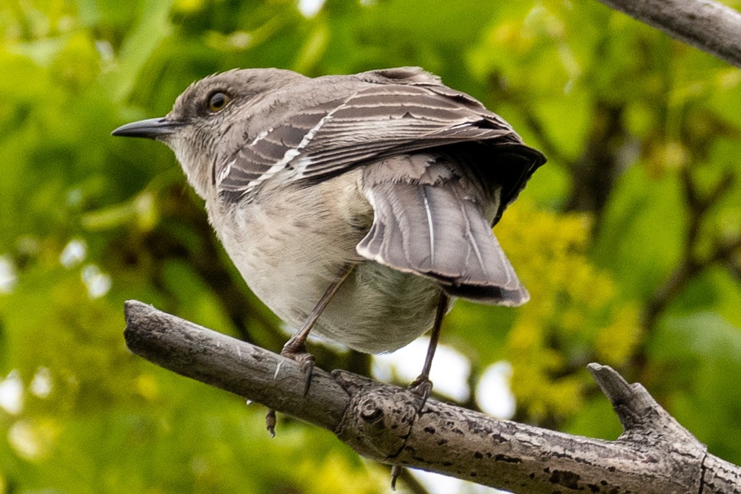 Northern Mockingbird - ML330164311