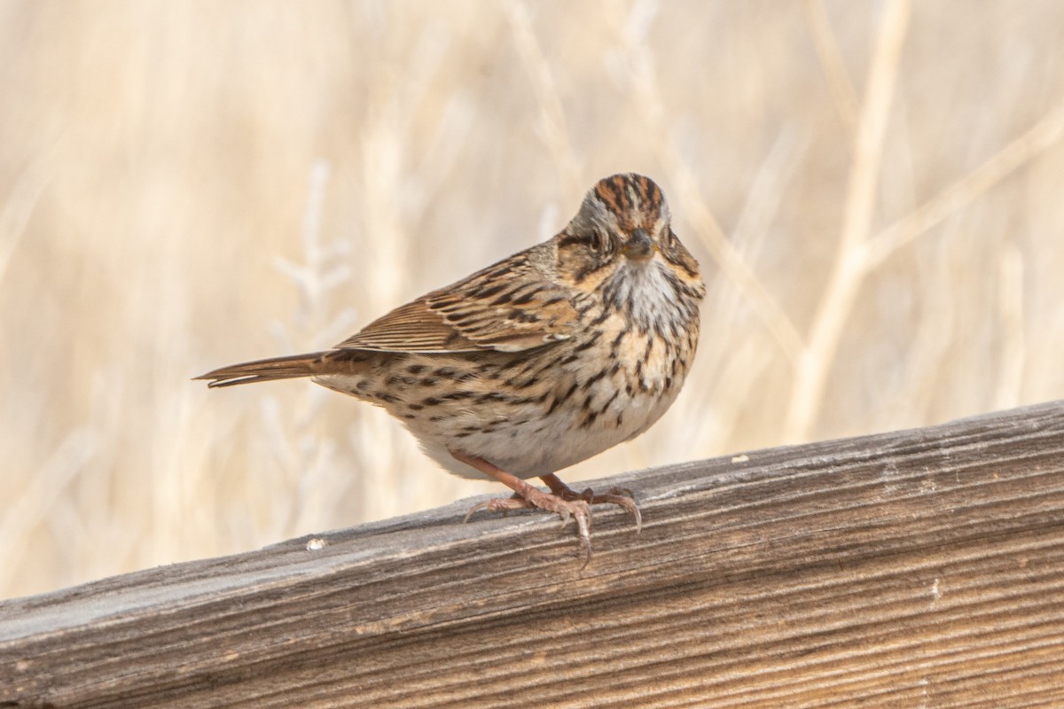 Lincoln's Sparrow - ML330164491