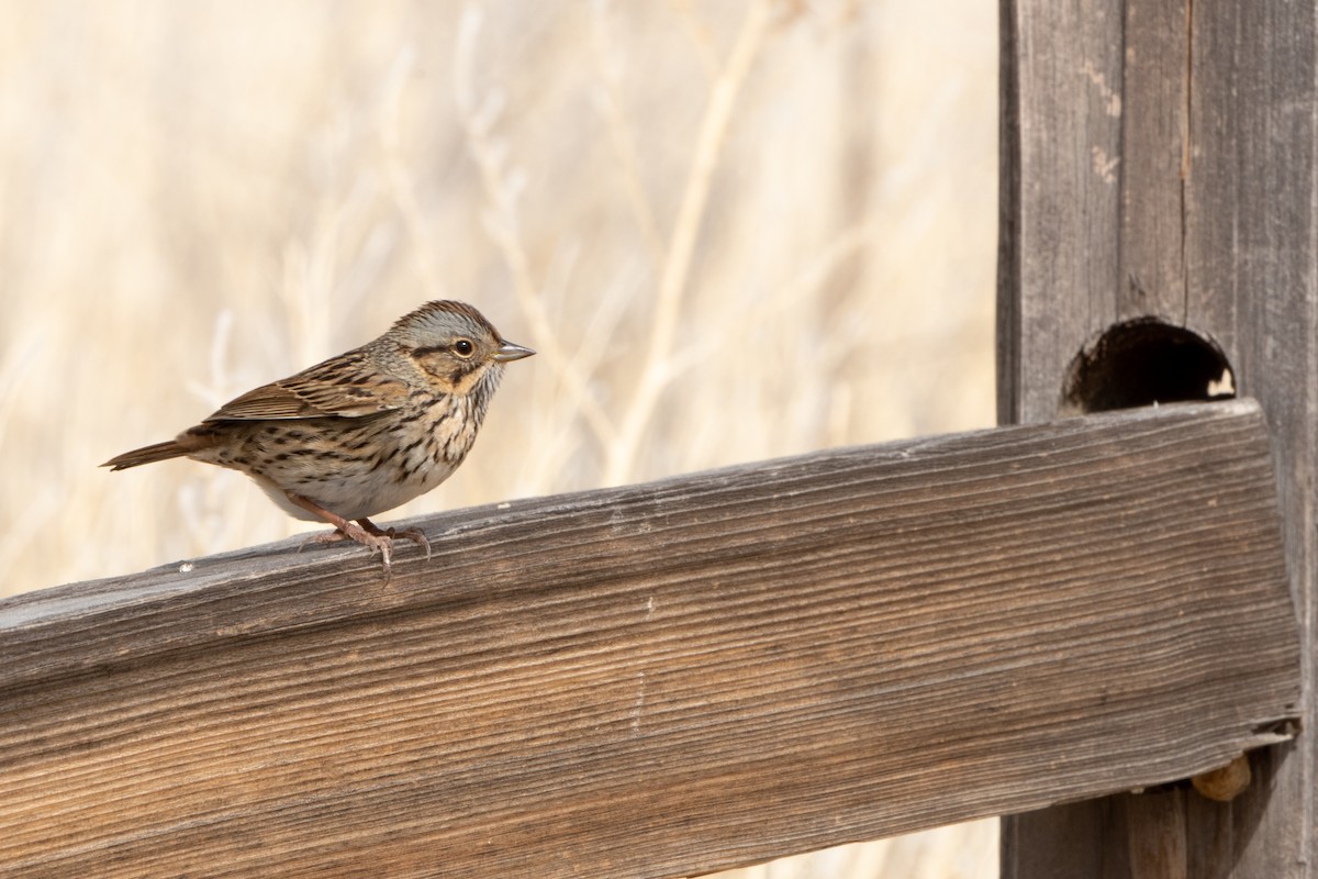 Lincoln's Sparrow - ML330165421