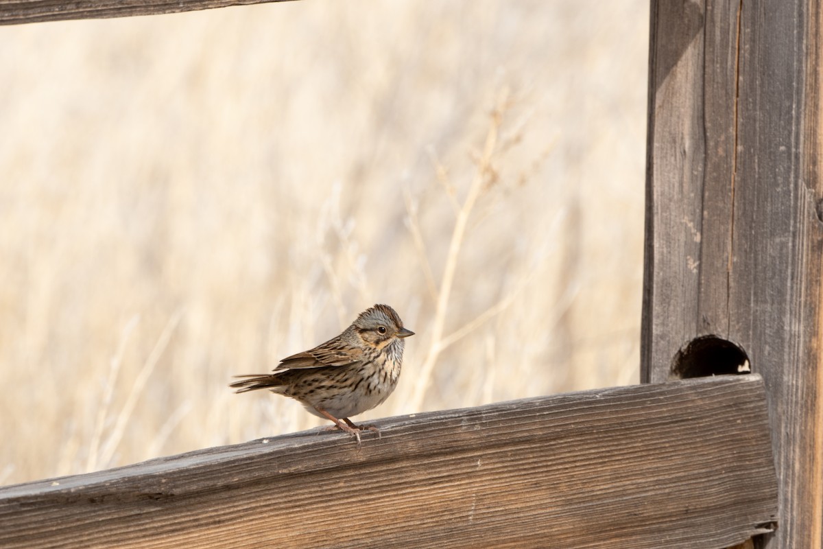 Lincoln's Sparrow - ML330165511