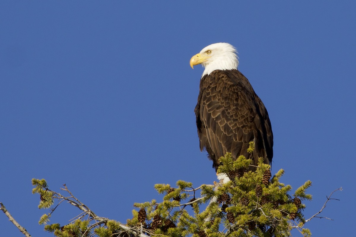 Bald Eagle - ML330166571