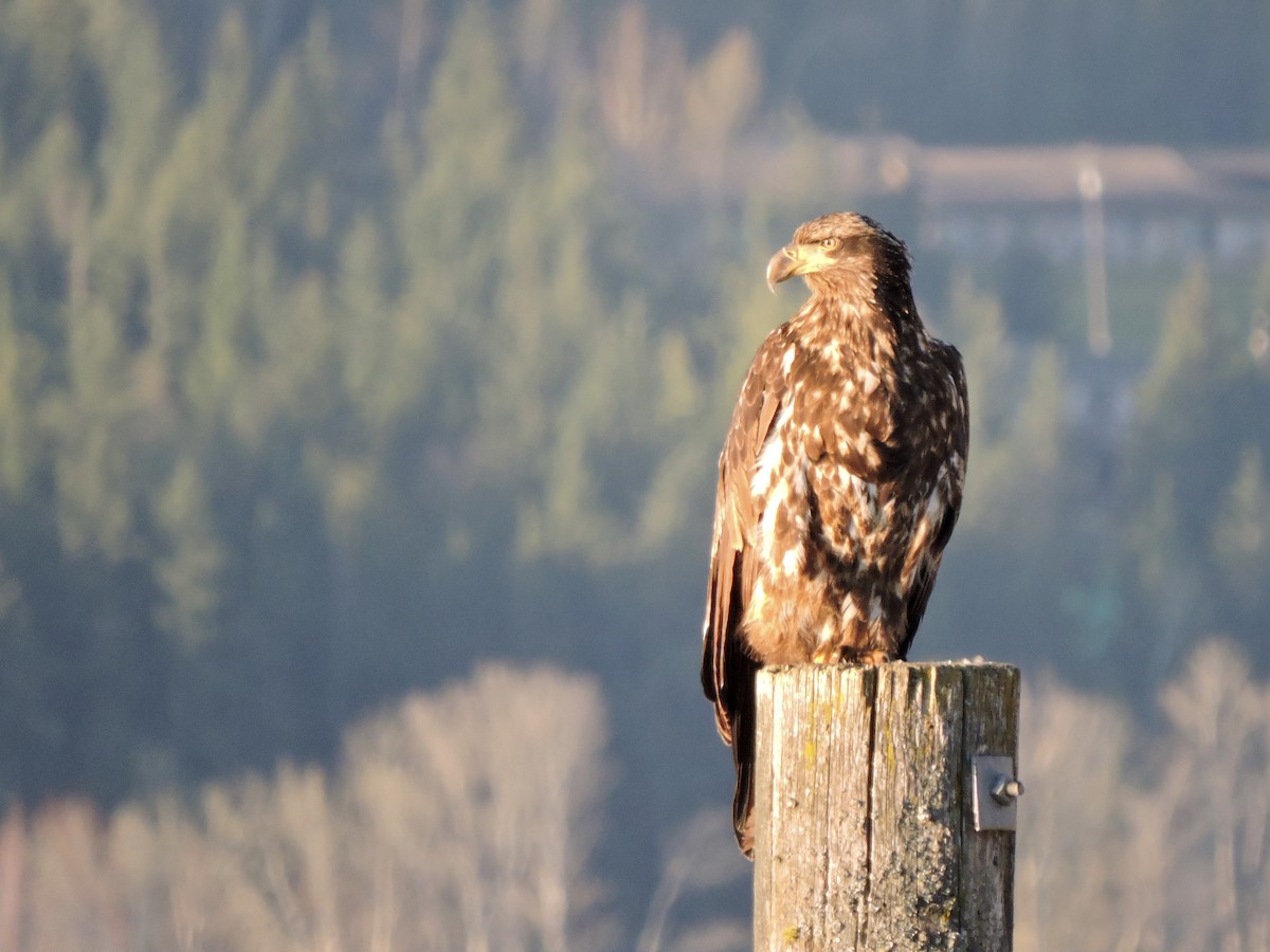 Bald Eagle - ML330166621