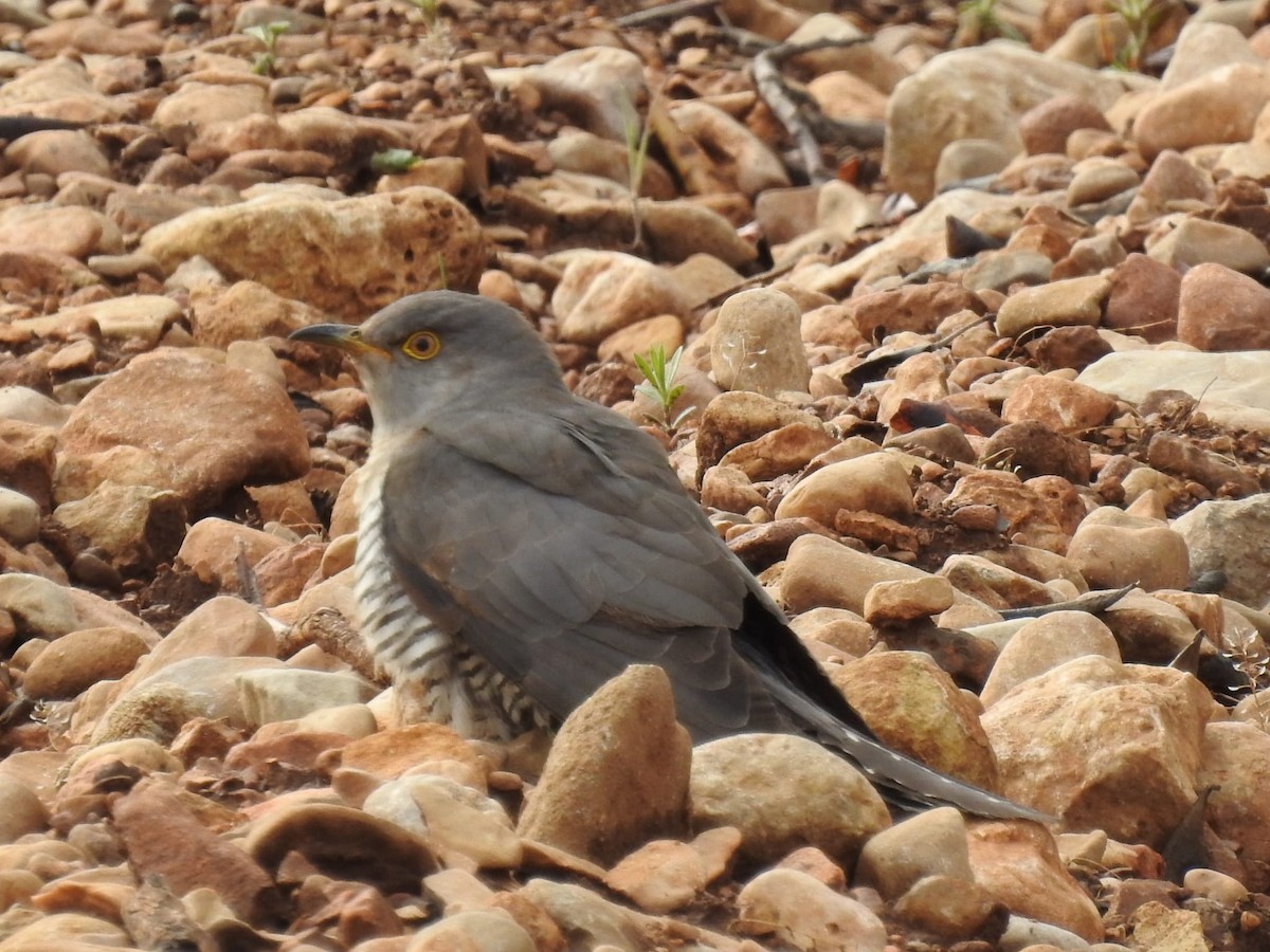 Common Cuckoo - ML330166651