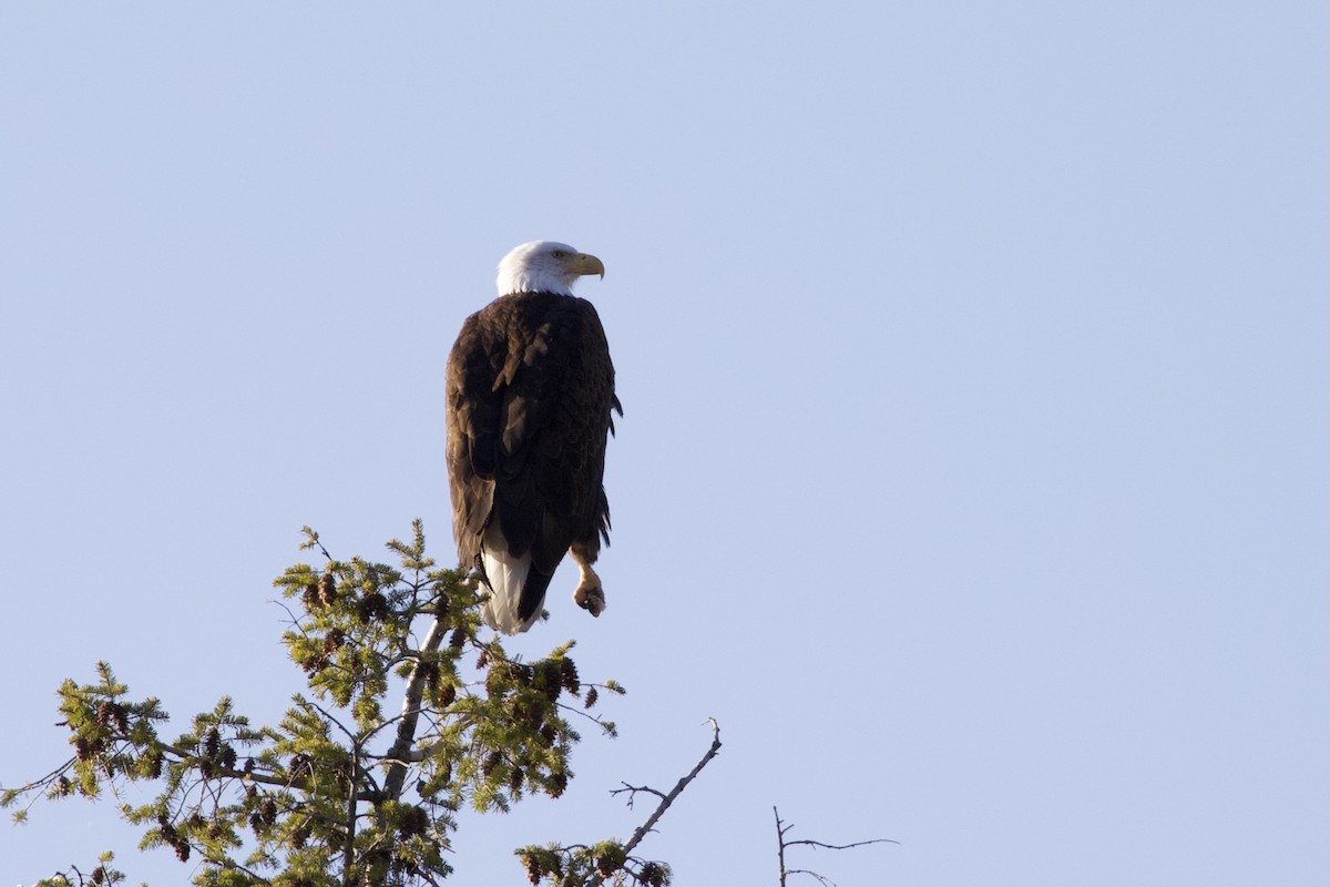 Bald Eagle - ML330166891