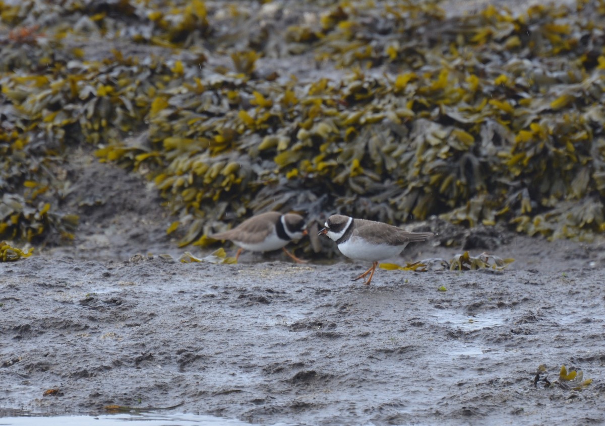 Semipalmated Plover - ML330167011