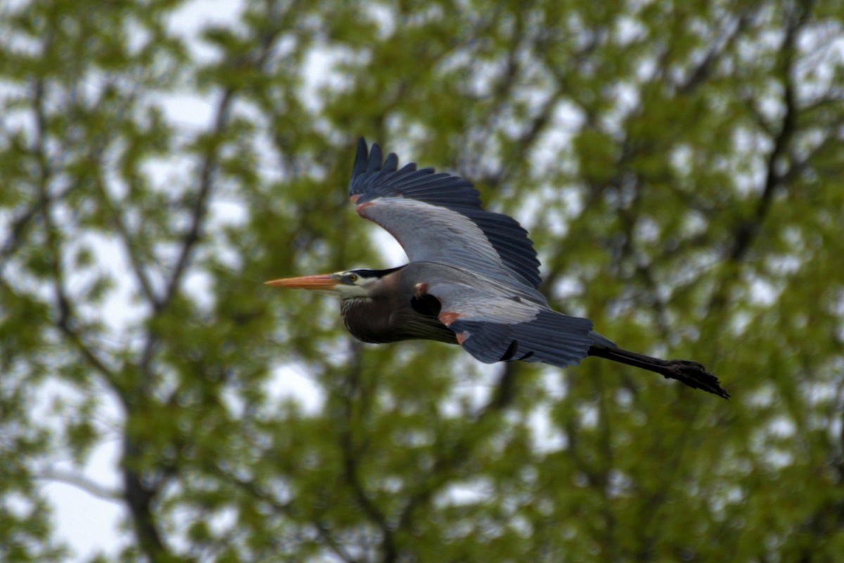Great Blue Heron (Great Blue) - ML330167481