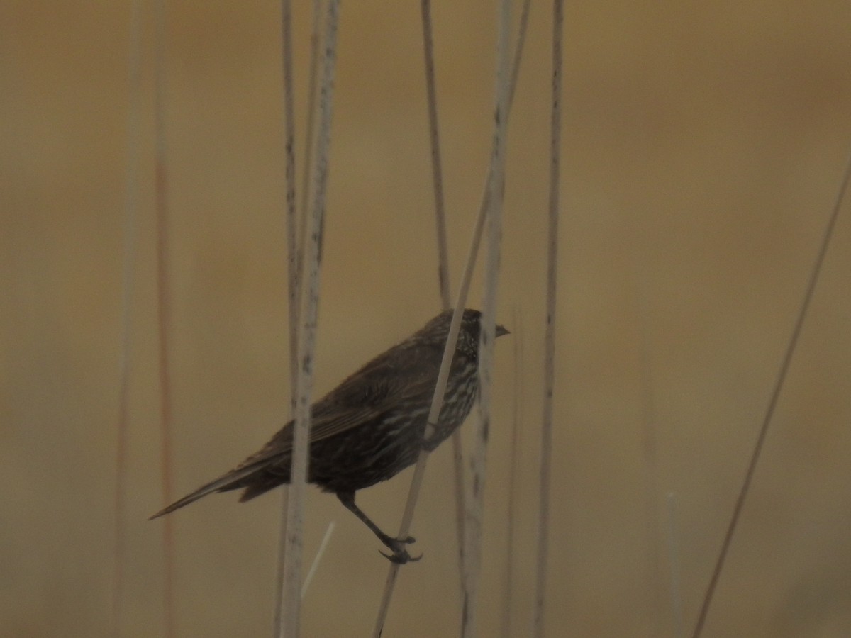 blackbird sp. - ML330167581