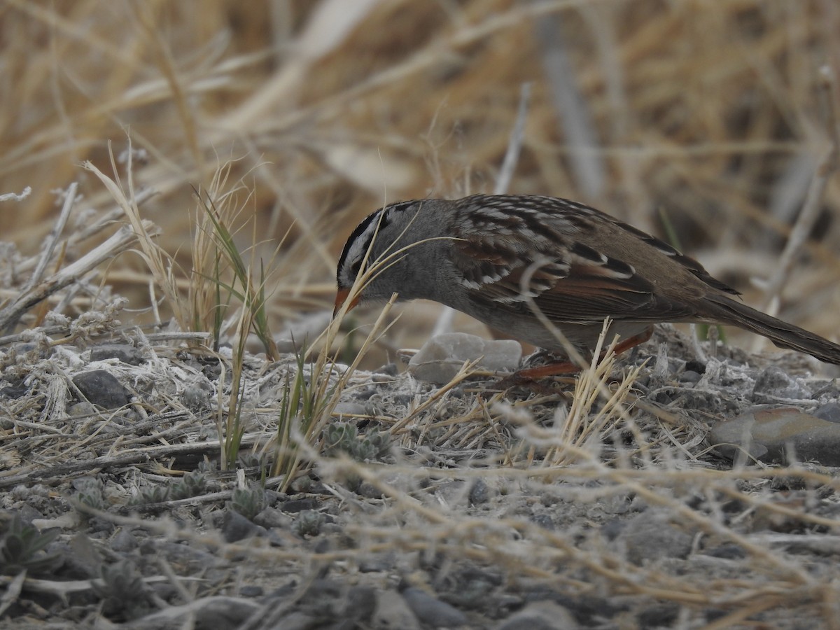 White-crowned Sparrow - ML330167821
