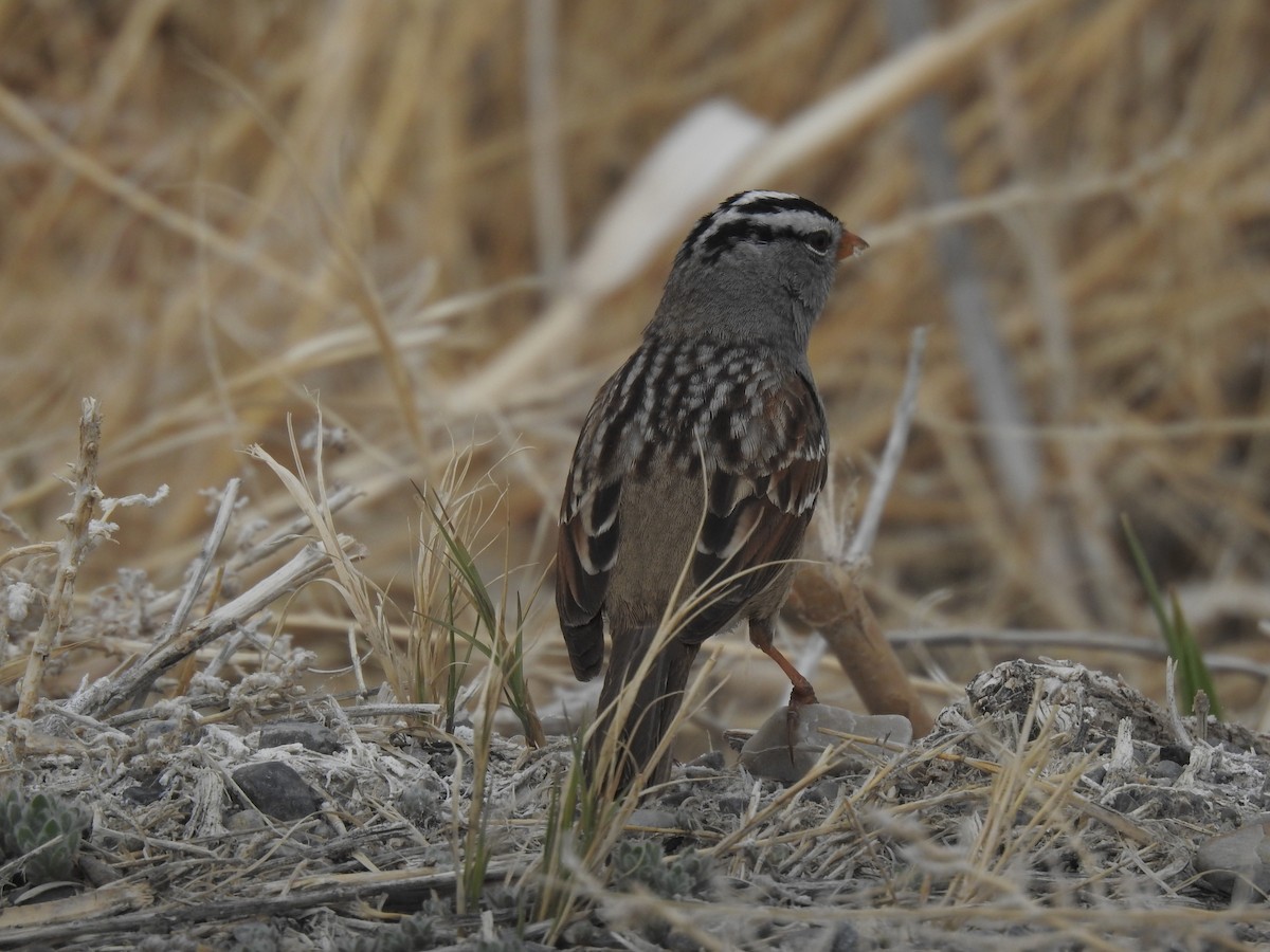 White-crowned Sparrow - ML330167881