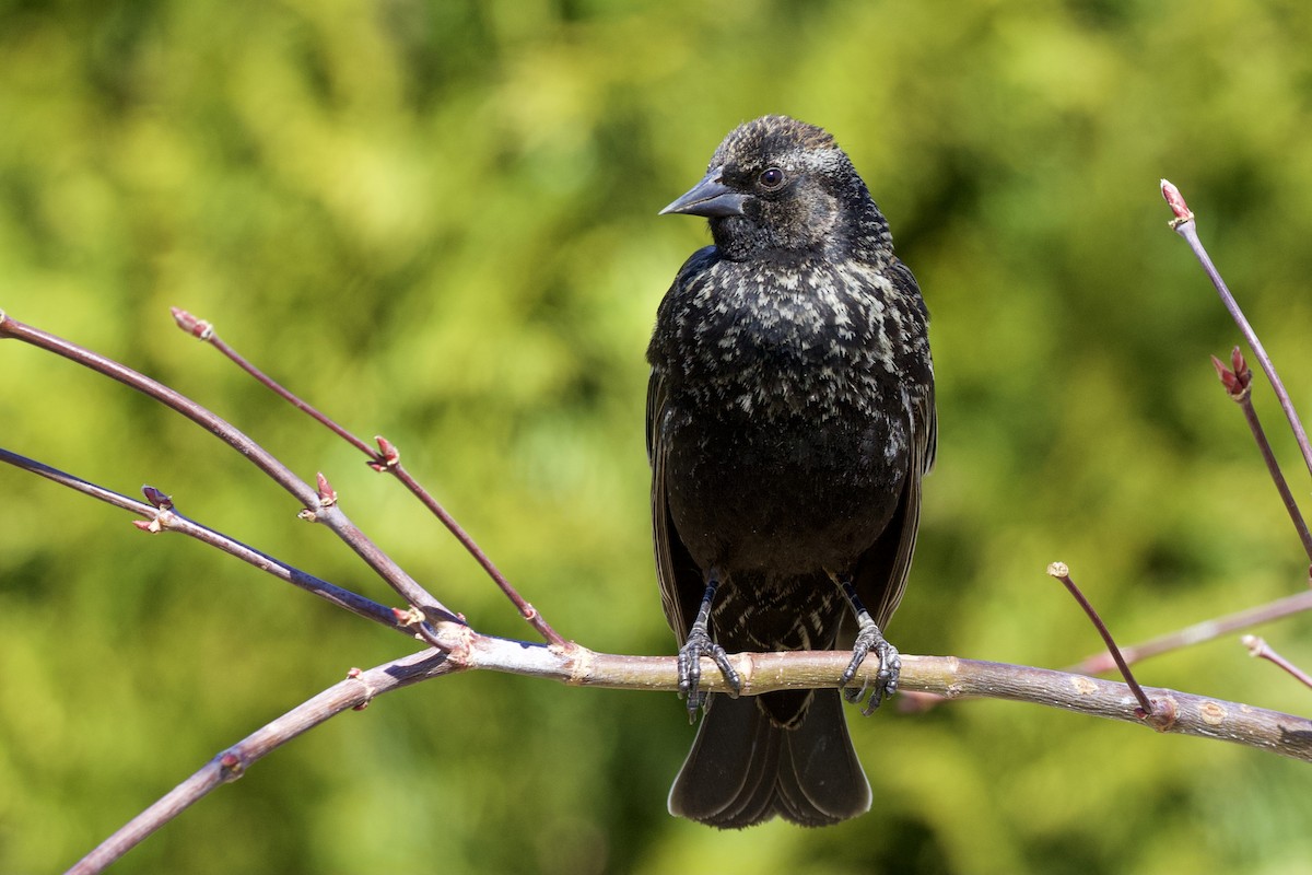 Red-winged Blackbird - ML330168701