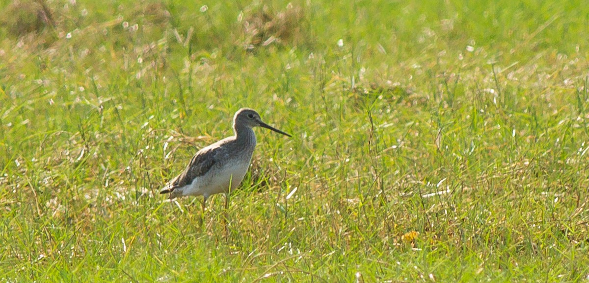 Greater Yellowlegs - ML33016881